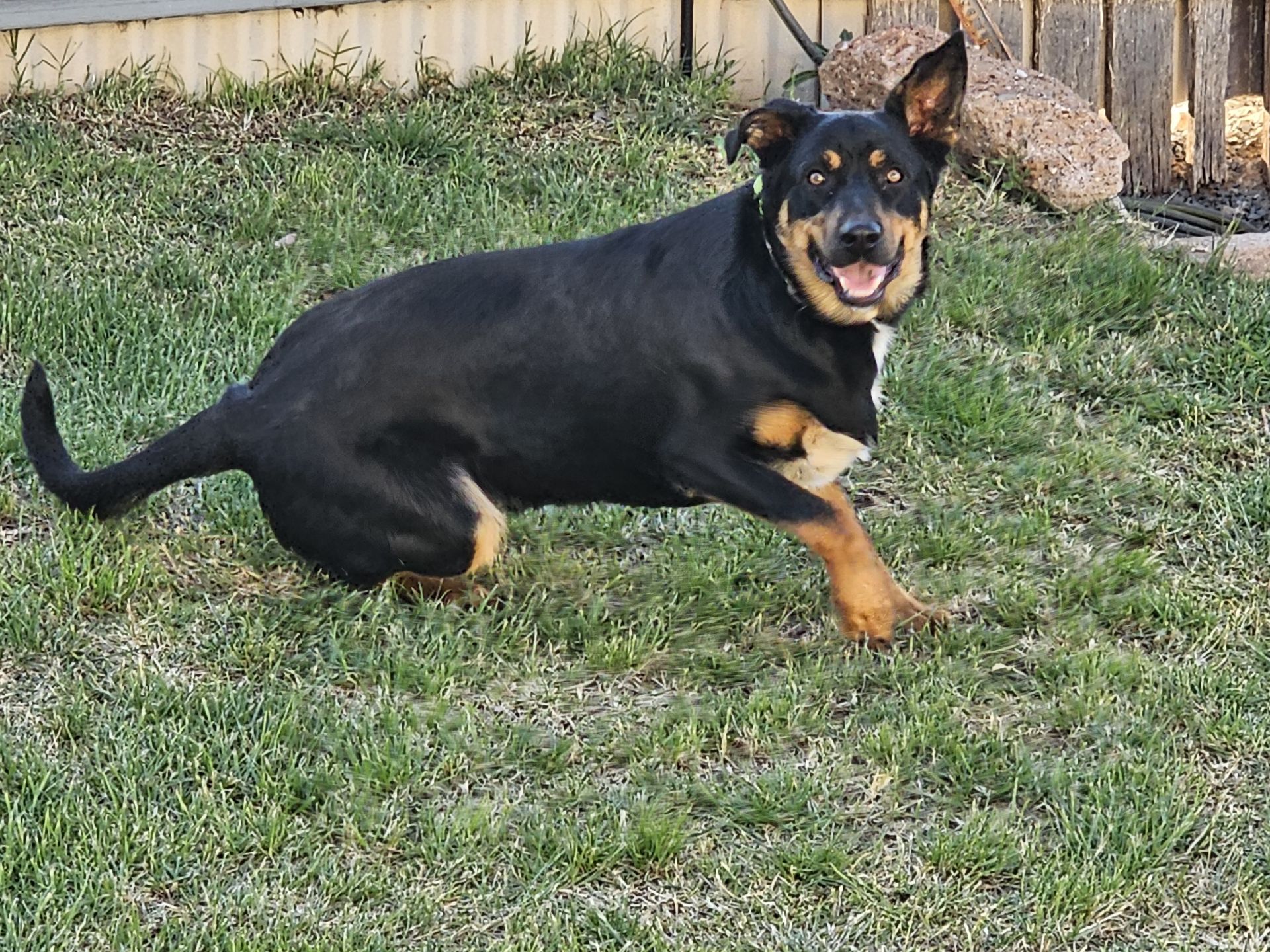 Overweight Kelpie in grass yard.