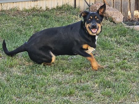 Overweight Kelpie in grass yard.