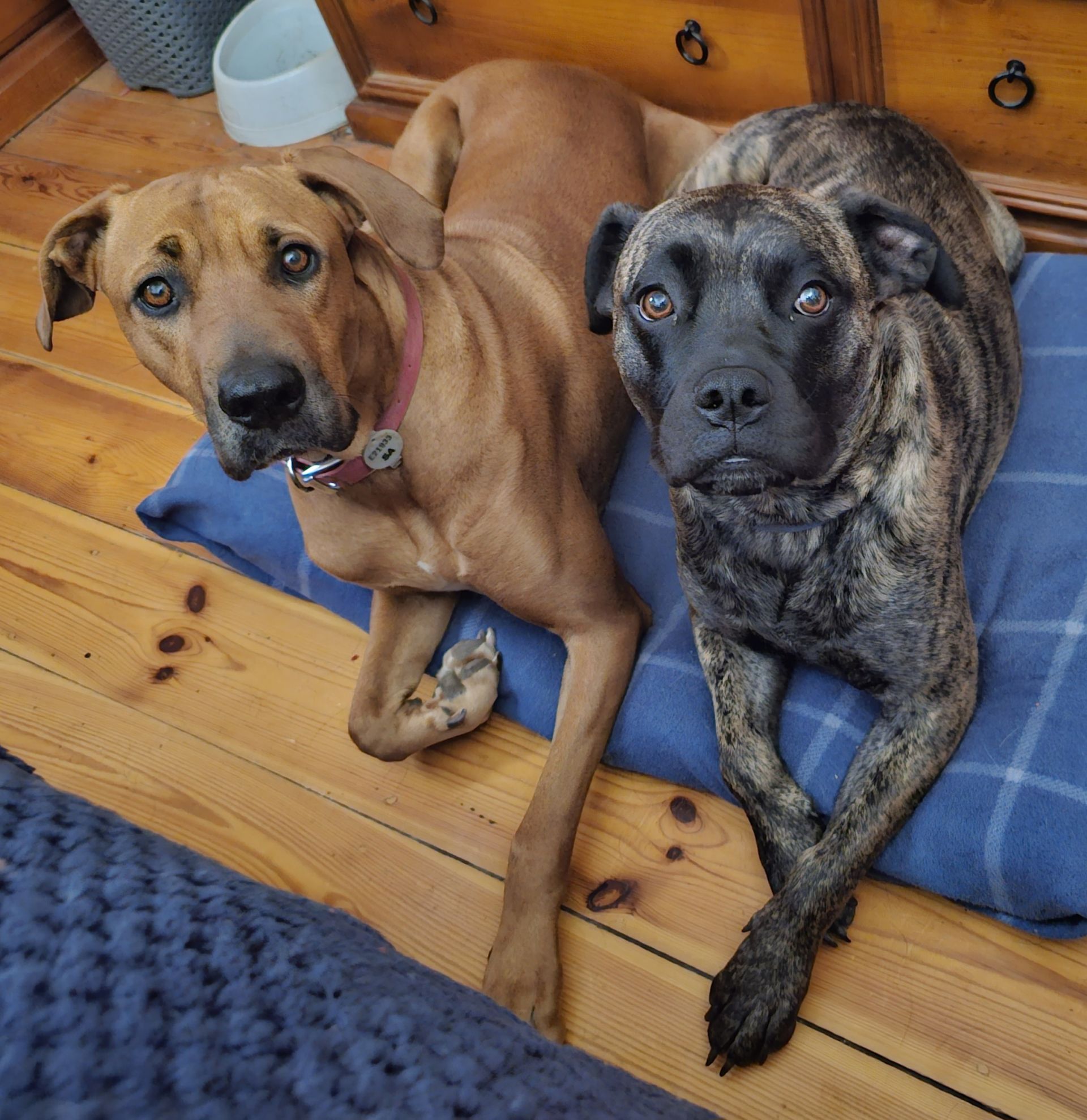Two large breed dogs laying next to each other on a dog bed.