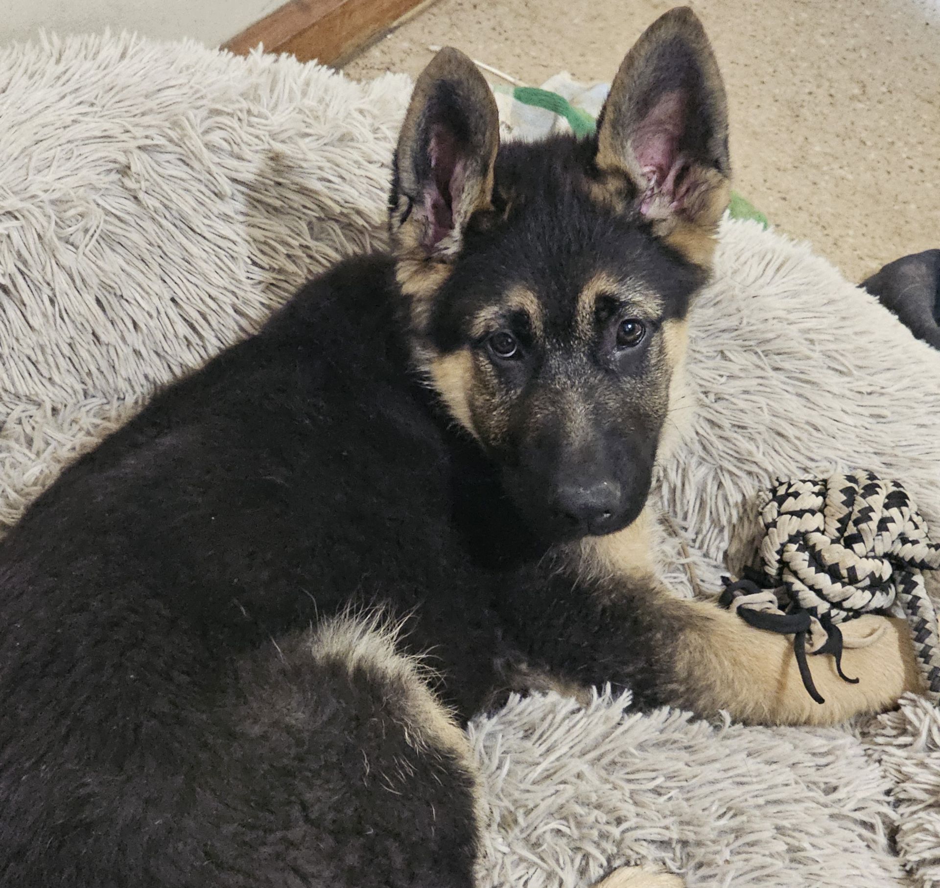 Germen Shepherd puppy laying in a dog bed.