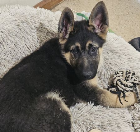 Germen Shepherd puppy laying in a dog bed.