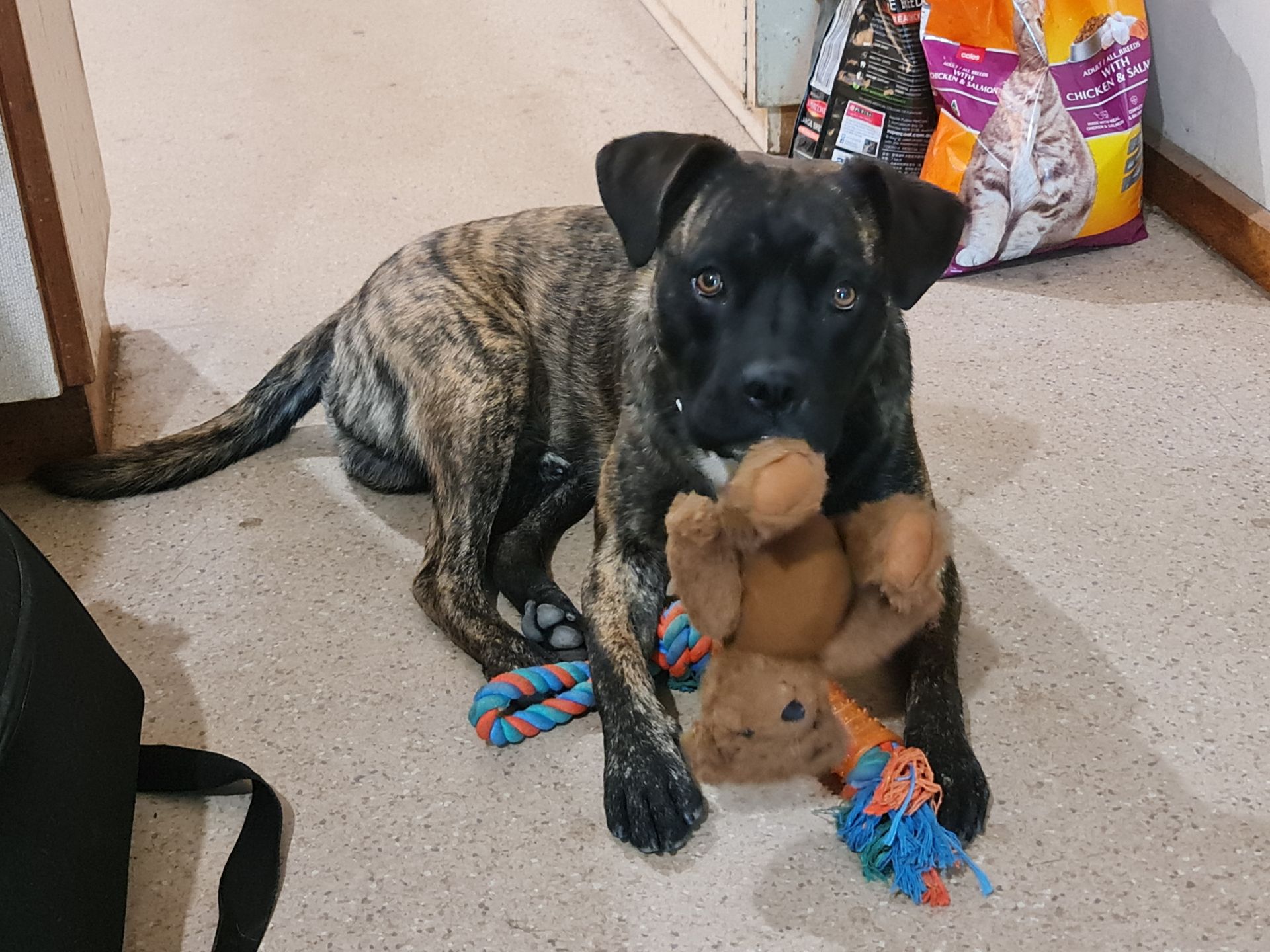 Brindle coloured dog with teddy bear.