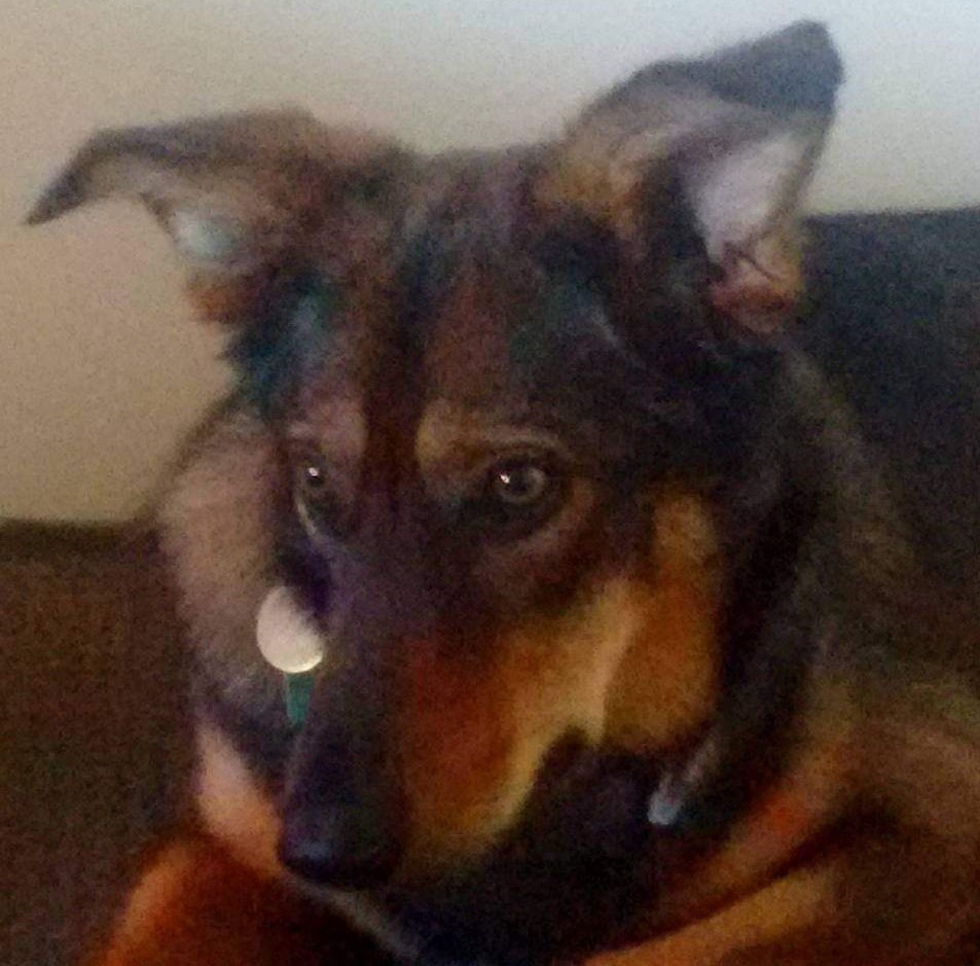 German Shepherd called Sydney posing calmly for photo.