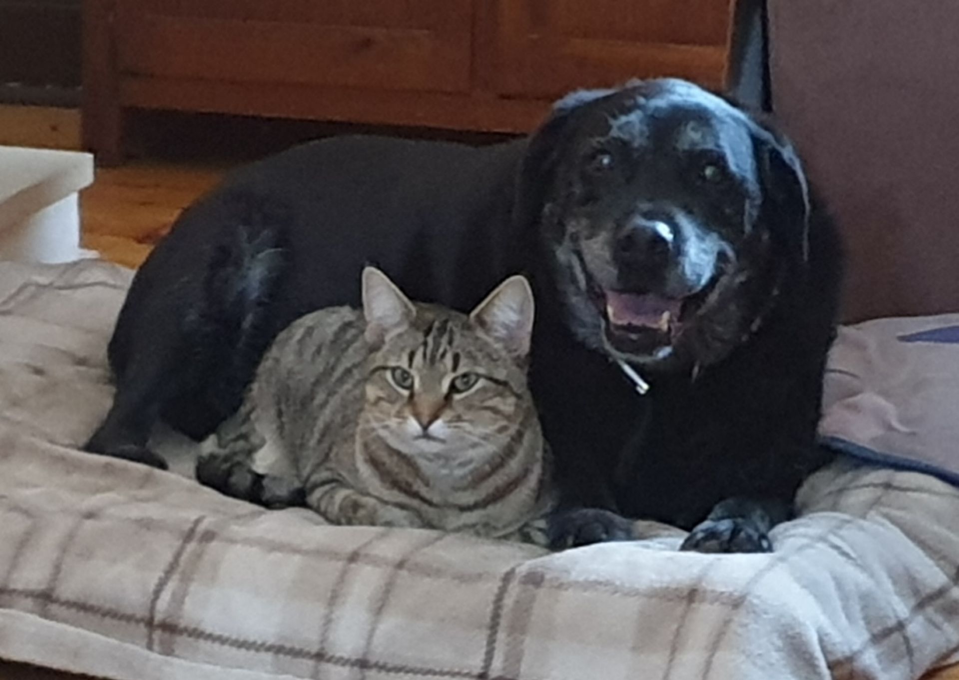 Large breed black dog laying with a grey tabby cat.
