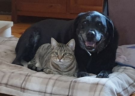 Large breed black dog laying with a grey tabby cat.