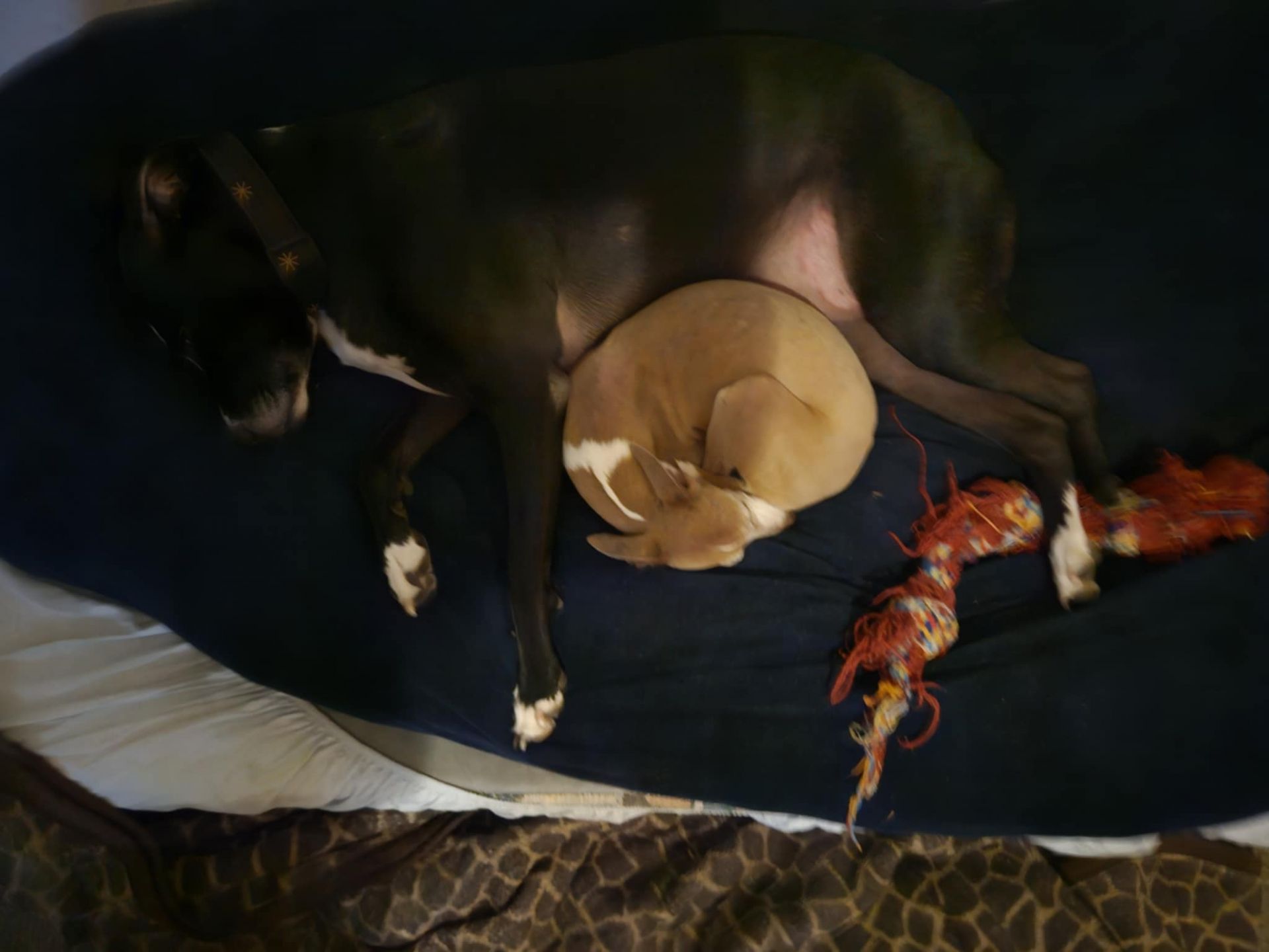 Large breed black dog with white paws laying with a small tan and white dog.