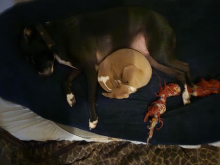 Large breed black dog with white paws laying with a small tan and white dog.