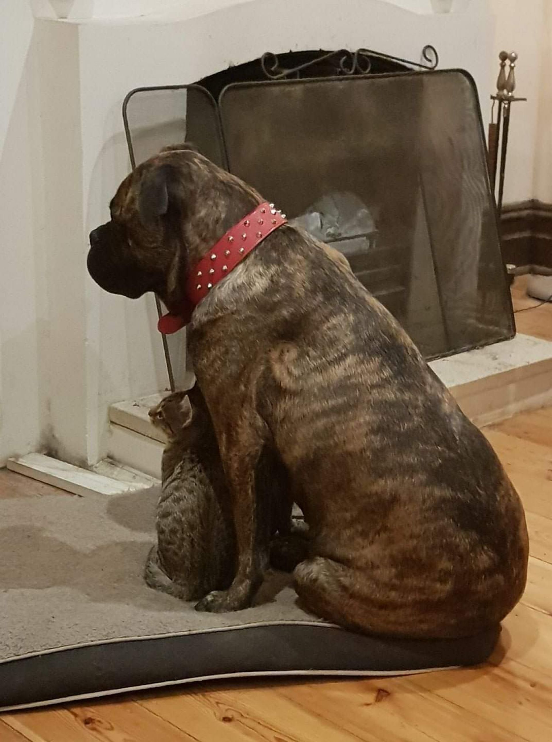 Large dog and a cat sitting together in front of a fireplace.