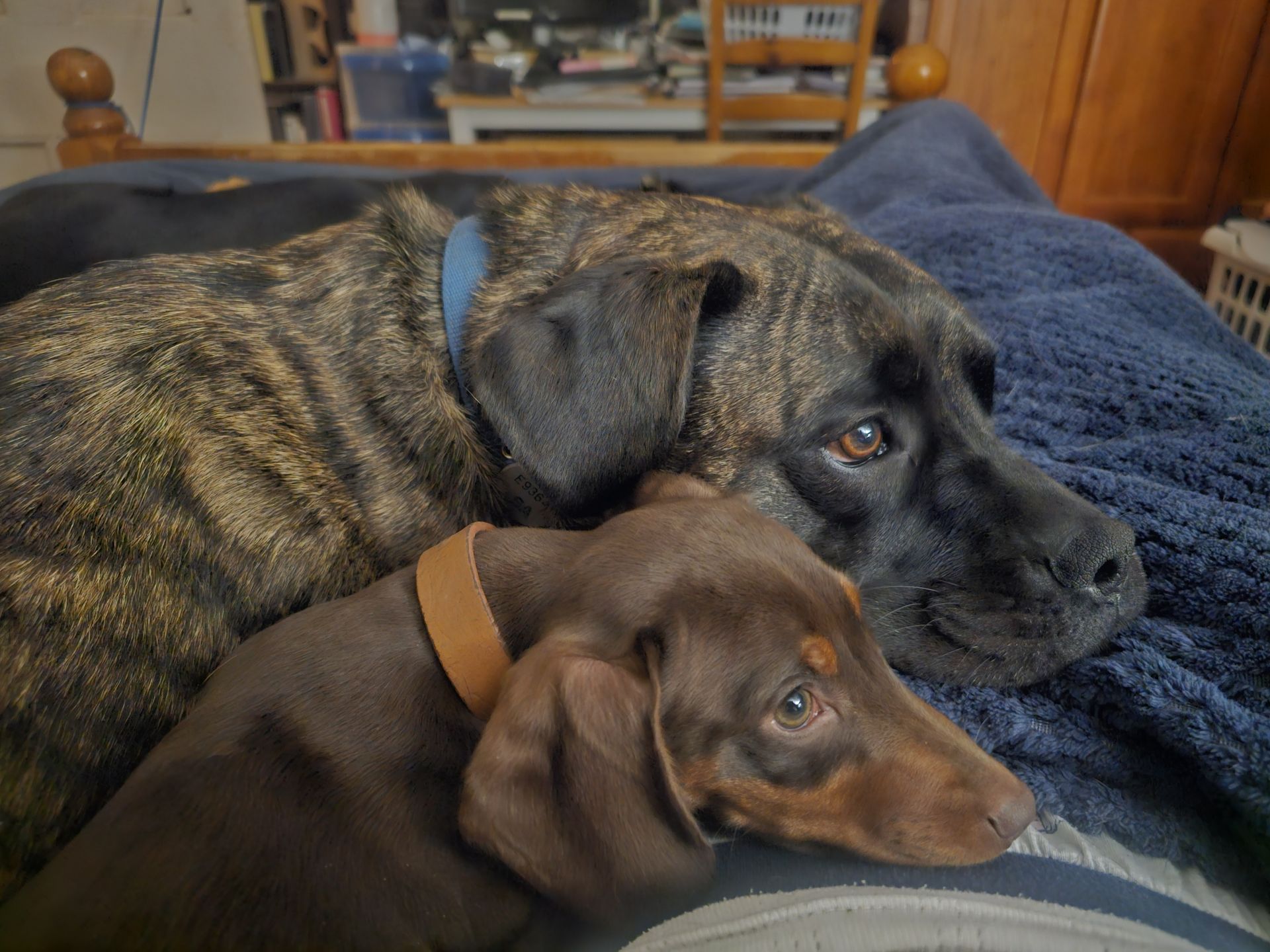 Brindle large breed dog laying with a Dachshund.