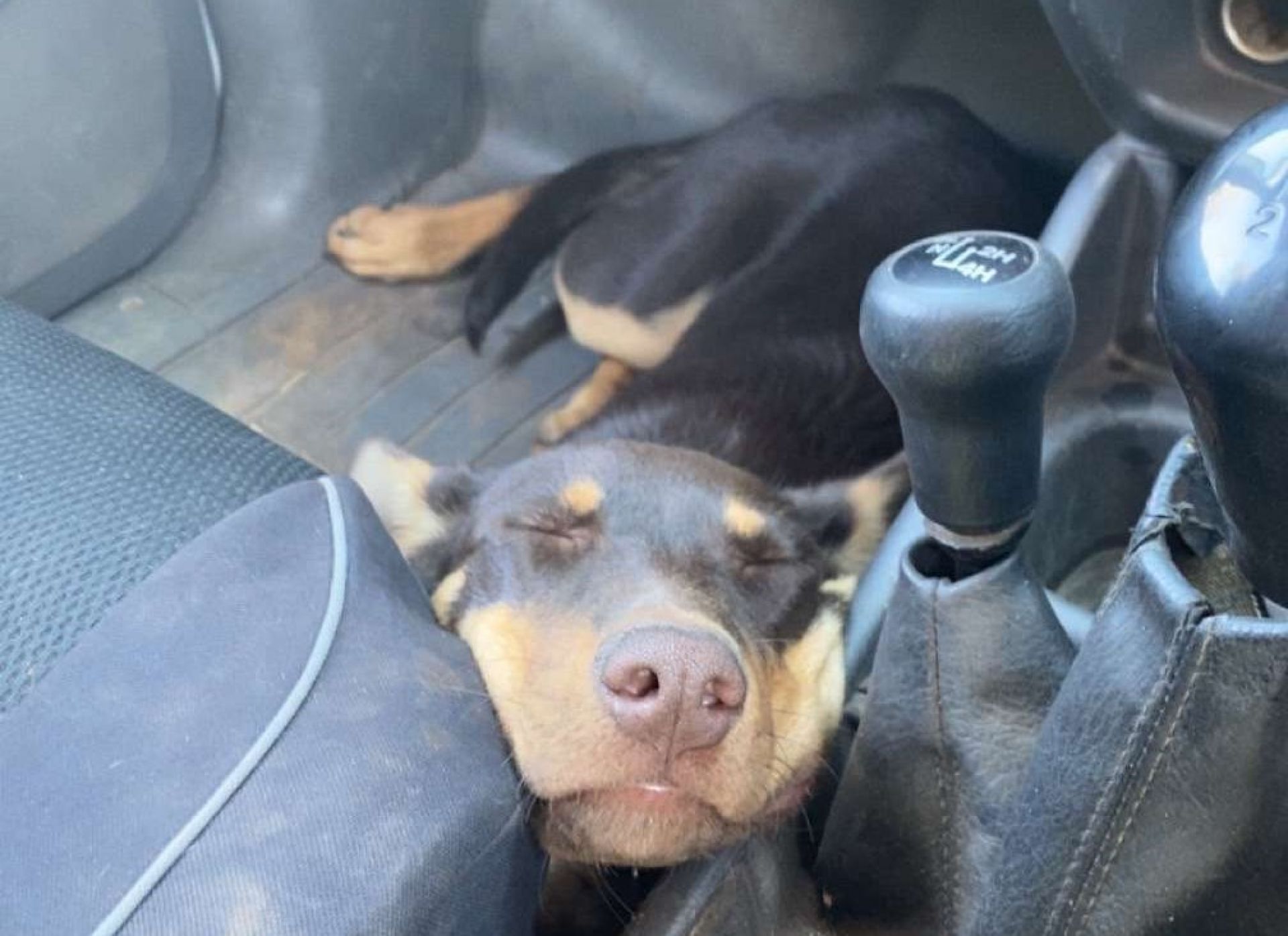Kelpie called Rusty sleeping in footwell of a car.