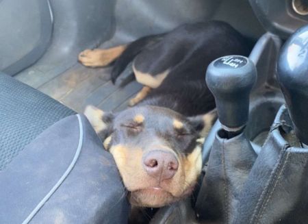 Kelpie called Rusty sleeping in footwell of a car.
