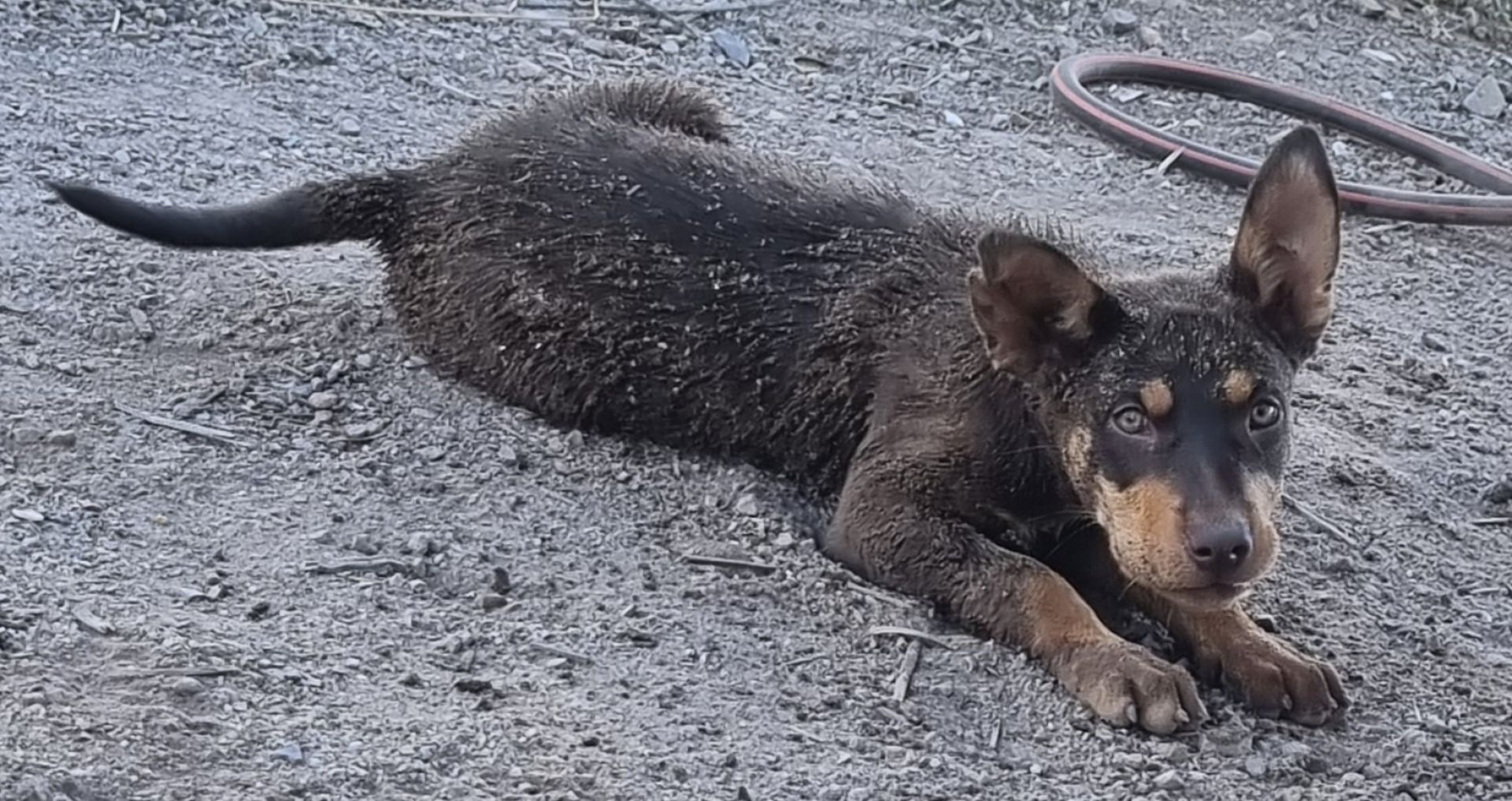 Kelpie called Whiskey dirty from rolling in sand.