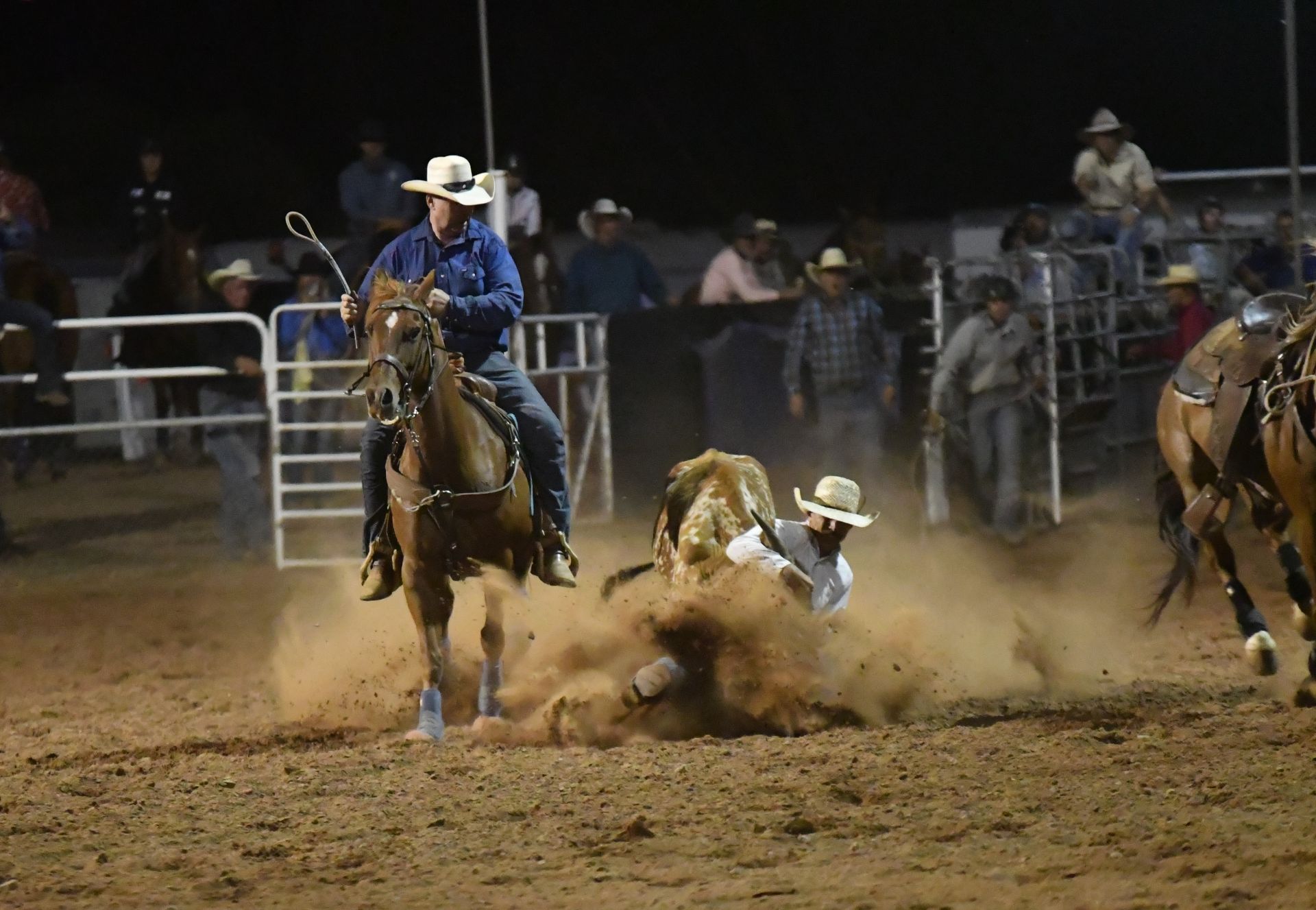 Steer Roping at Wilmington Night Rodeo.