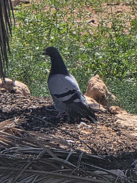 Pigeon standing in mulch